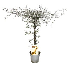 Exotenherz Corokia Cotoneaster Zickzackstrauch im Topf, silbriges Blattwerk.