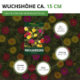 Deine Gartenwelt Portulakröschen Samen, gefüllte Mischung mit bunten Blüten. Aussaat von März bis Juni.