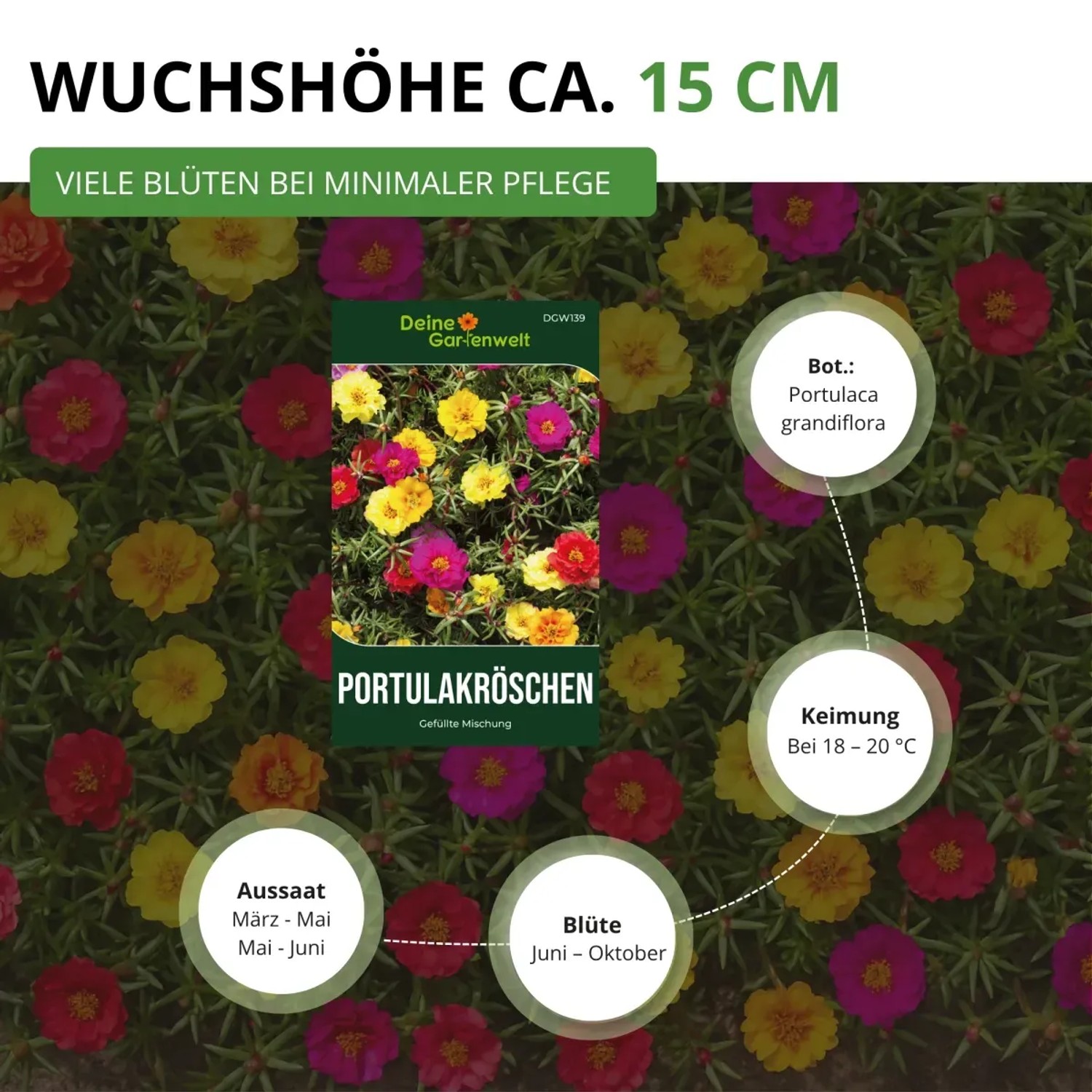 Deine Gartenwelt Portulakröschen Samen, gefüllte Mischung mit bunten Blüten. Aussaat von März bis Juni.