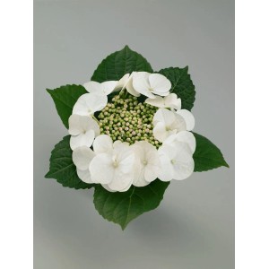 Nahaufnahme einer weißen Bauernhortensie (Hydrangea Macrophylla) mit grünen Blättern.