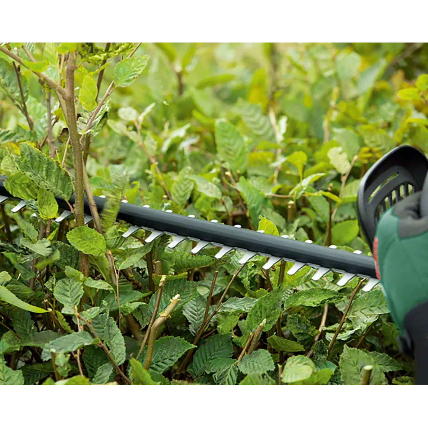 Bosch Akku-Heckenschere Universal Hedge Cut 18-55 im Einsatz beim Heckenschnitt.