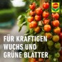 Tomatenpflanze mit reifen und unreifen Tomaten, behandelt mit Compo Ortiva Spezial Pilz-frei.