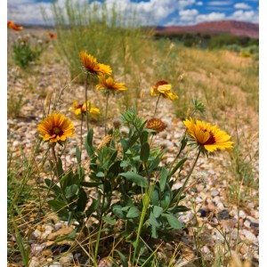 Korkadenblume Arizona Apricot: Gelb-rote Blüten der Gaillardia aristata im Garten.
