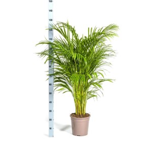 Exotenherz Goldfruchtpalme Dypsis Lutescens Areca Solitärpflanze ca. 120-140cm Hoch 24cm Topf
