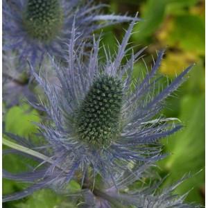 Nahaufnahme der Alpen-Mannstreu 'Blue Star', einer blauen Staude mit stacheligen Blättern.