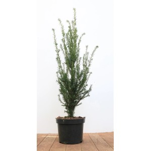 Taxus baccata (Eibe), 50-60 cm hoch, im Topf. Ideal als Heckenpflanze.
