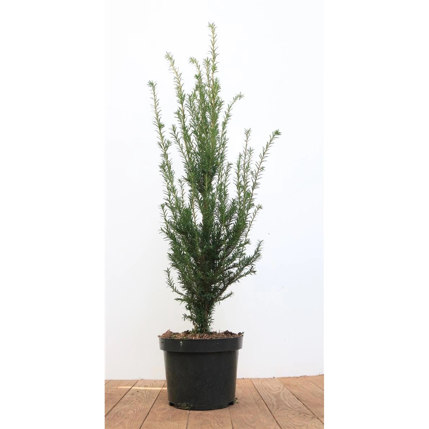 Taxus baccata 50-60 cm günstig online kaufen