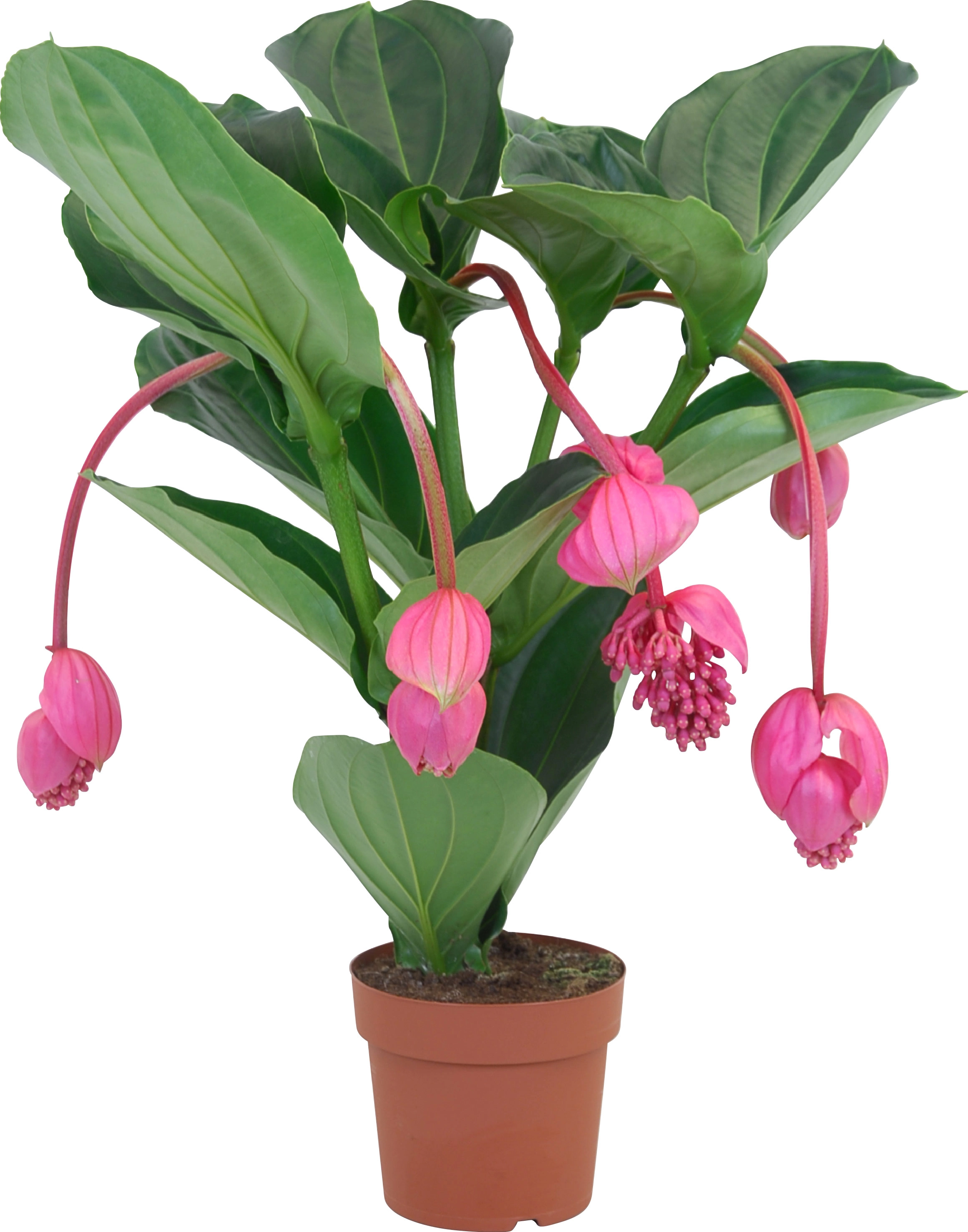 Medinille Flamenco Topf-Ø ca. 17 cm Medinilla magnifica kaufen bei OBI