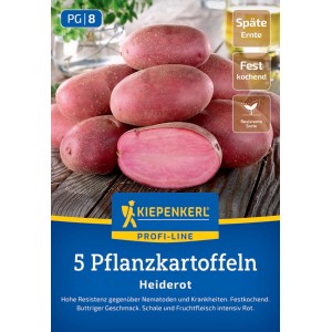 Kiepenkerl Pflanzkartoffel Heiderot, 5 St