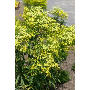 Blühende Echte Goldrute (Solidago virgaurea) im 9x9 cm Topf mit leuchtend gelben Blüten.