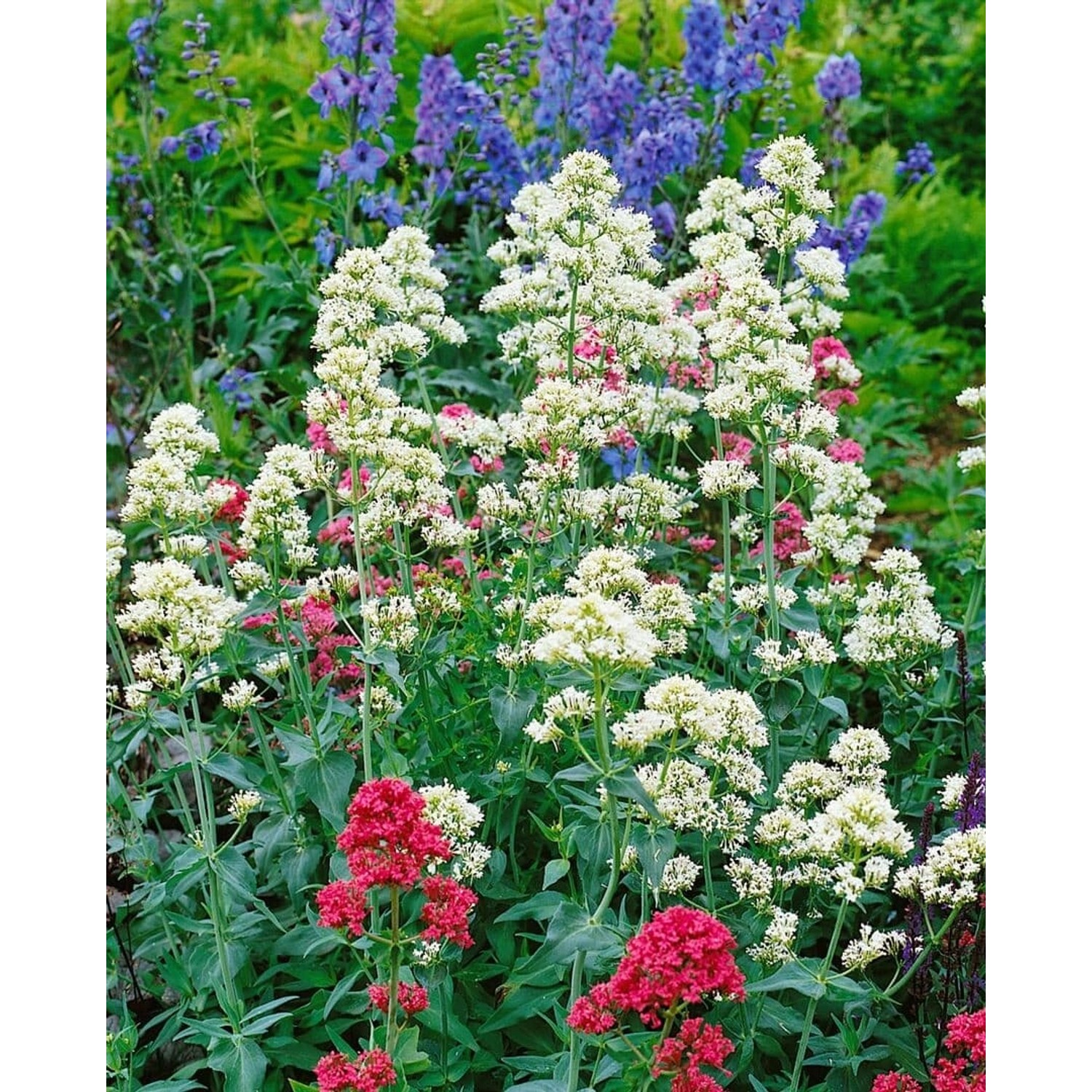 Centranthus Ruber Albus Rote Spornblume Ca. 9x9 cm Topf günstig online kaufen