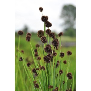 Schwert-Simse (Juncus Ensifolius) mit grünen Halmen und braunen Blütenständen im Detail.
