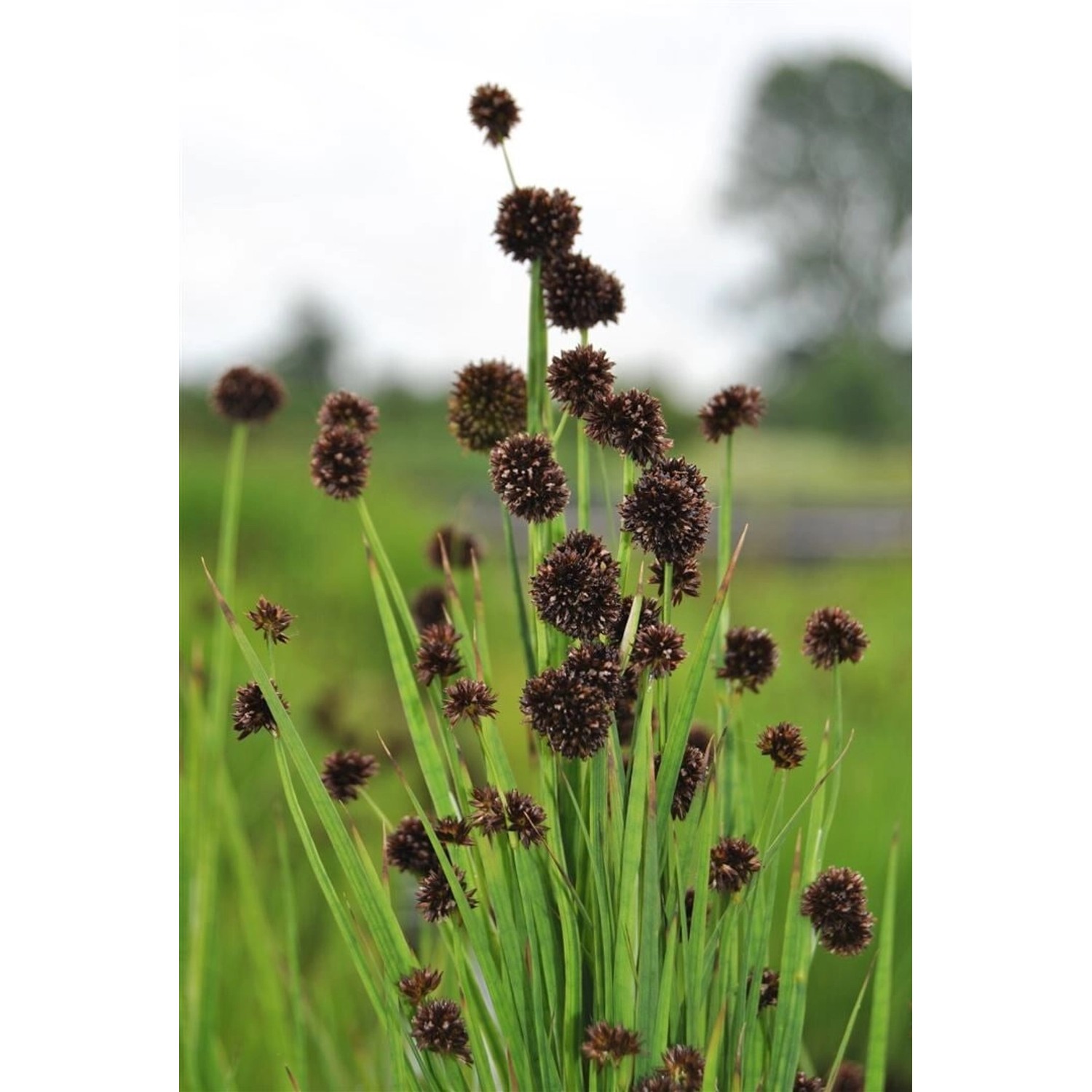 Juncus Ensifolius Schwert-Simse Ca. 9x9 cm Topf günstig online kaufen