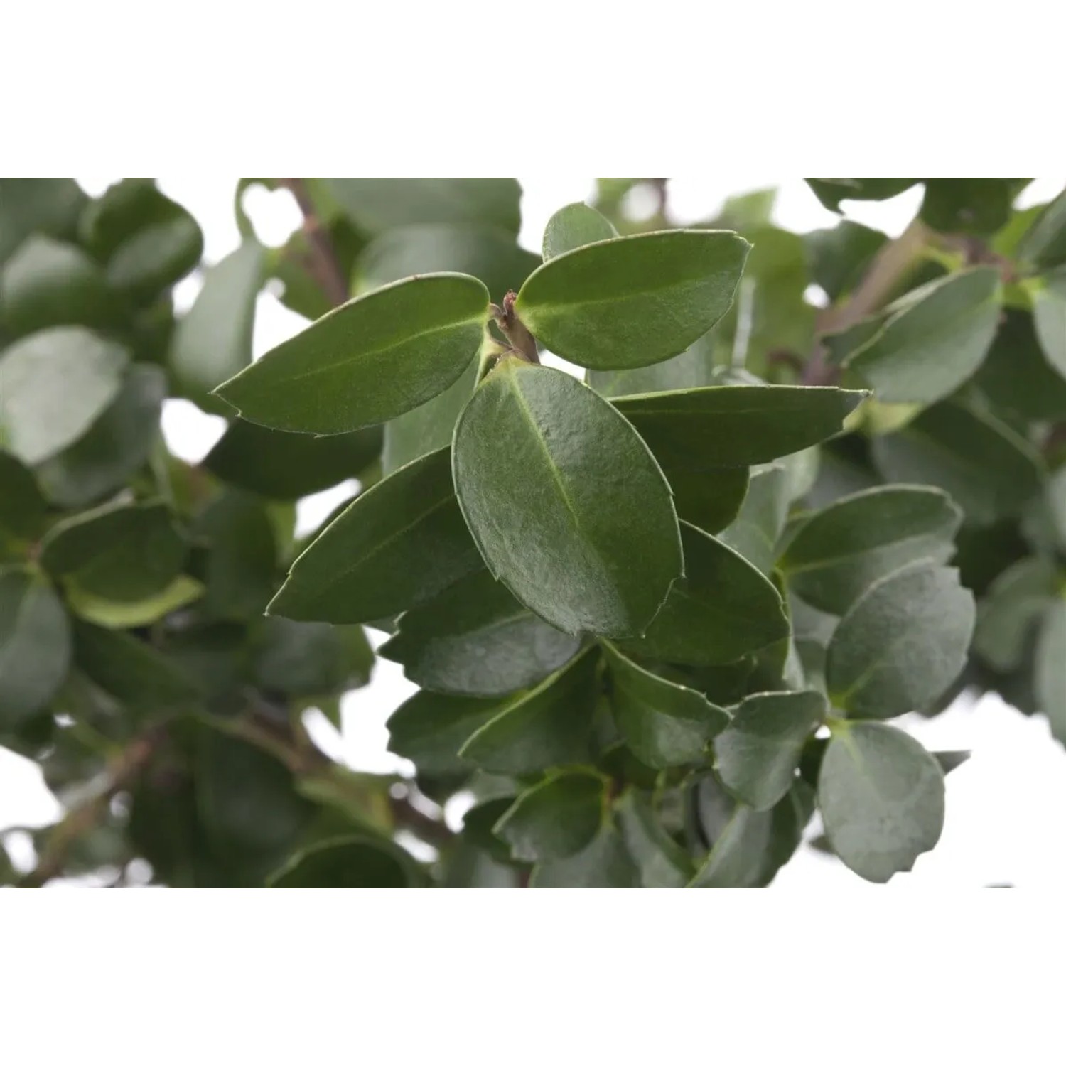 Detailaufnahme der Ilex crenata 'Mariesii' Heckenpflanze mit dichtem, grünen Laub.