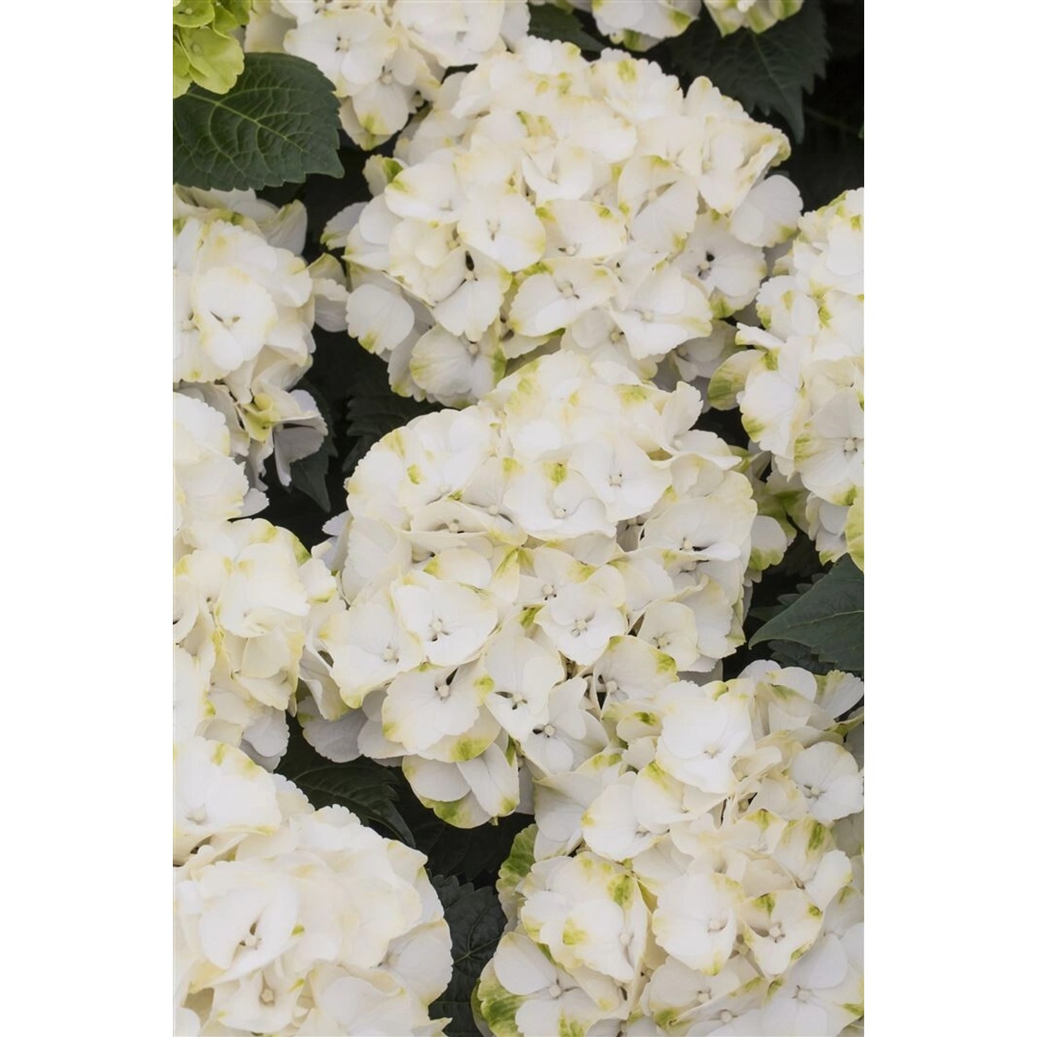 Nahaufnahme der weiß-grünen Blüten der Hydrangea Mac. 'Caipirinha' Hortensie.