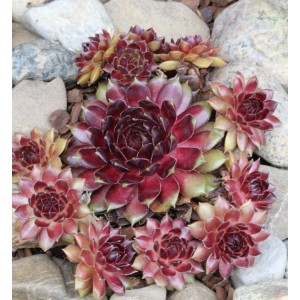 Dachwurz Dr. Fritz Köhlein (Sempervivum cultorum) mit rot-grünen Blättern zwischen Steinen.
