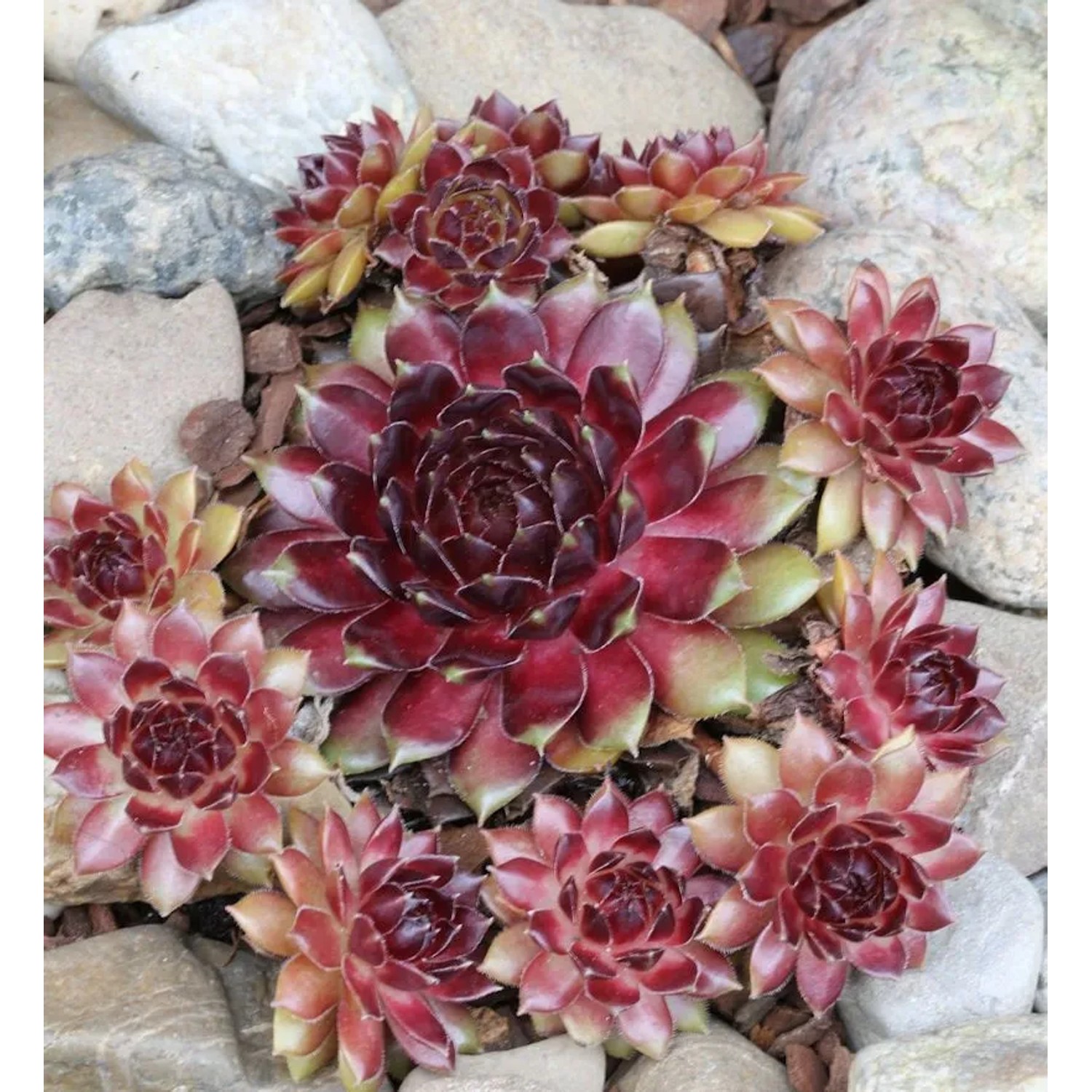 Dachwurz Dr. Fritz Köhlein - Sempervivum cultorum