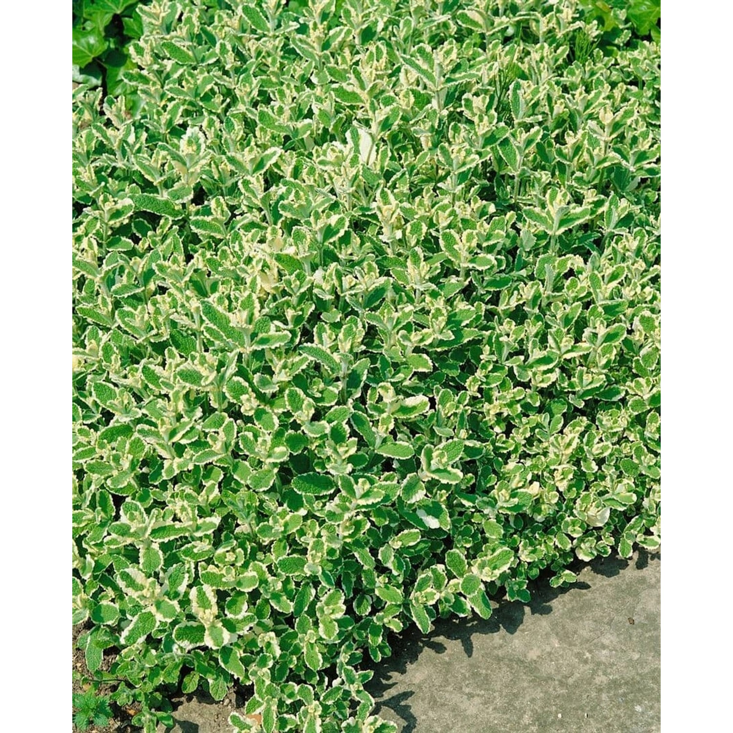 Mentha X Rotundifolia Variegata Apfelminze Ca. 9x9 cm Topf günstig online kaufen
