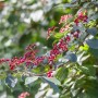 Wolliger Schneeball (Viburnum Lantana) mit roten Beeren und grünen Blättern.