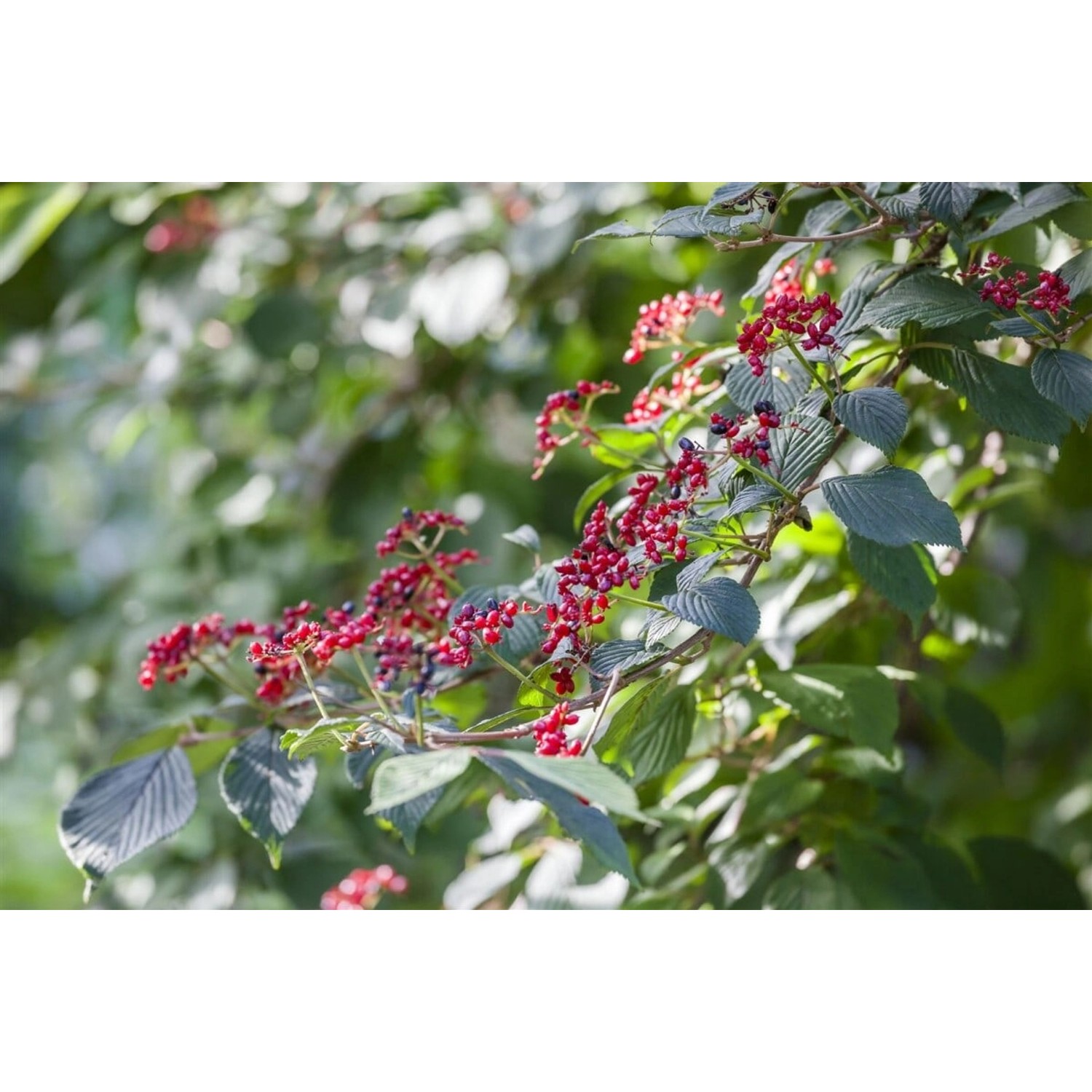 Viburnum Lantana Wolliger Schneeball 60–100 cm Cremeweiße Blüten günstig online kaufen