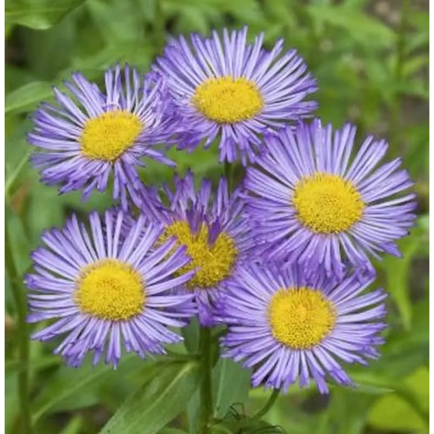 Alpenaster Goliath - Aster alpinus
