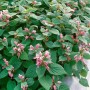 Großblütige Taubnessel (Lamium Orvala) im Topf mit rosa Blüten und grünen Blättern.