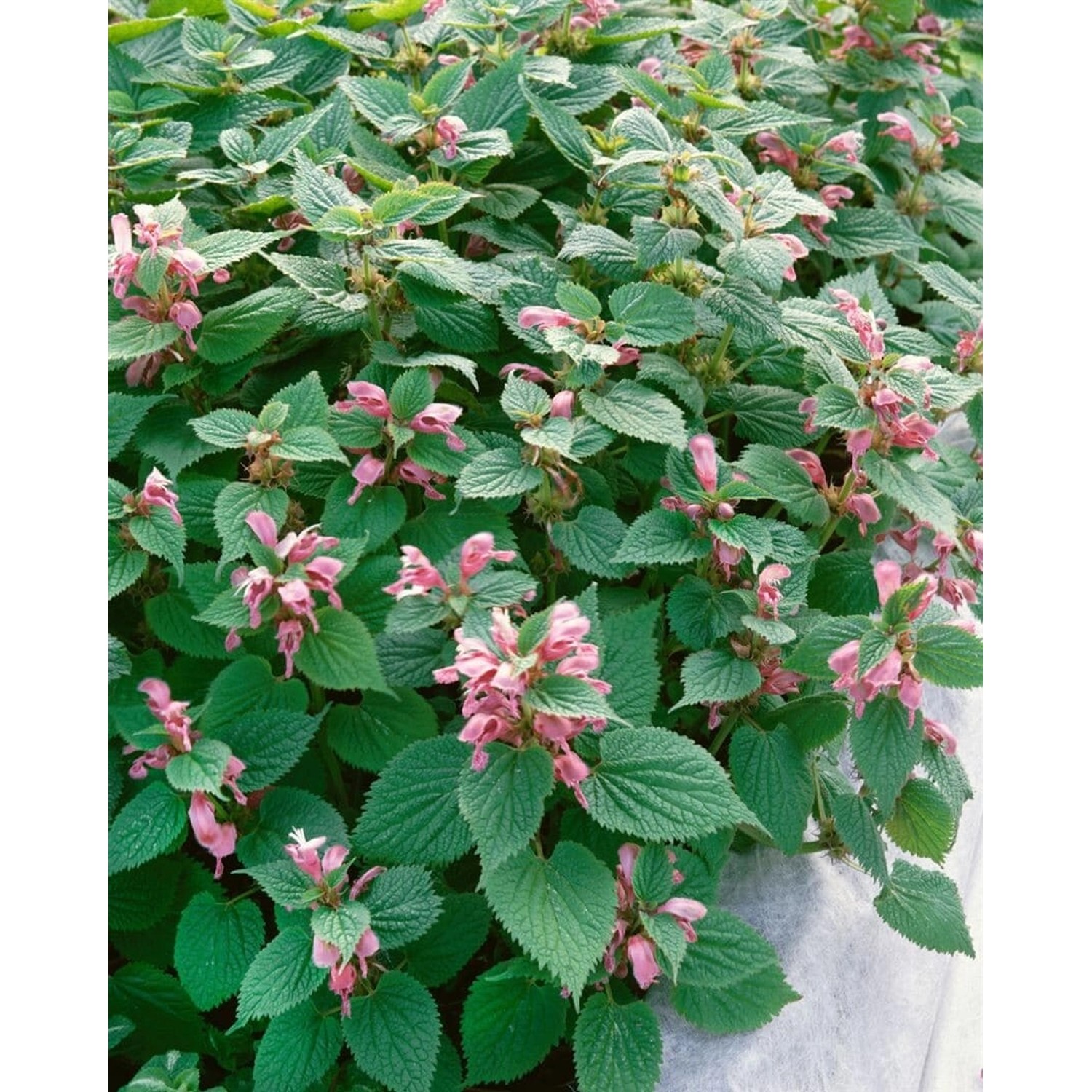 Lamium Orvala Großblütige Taubnessel Ca. 11x11 cm Topf günstig online kaufen