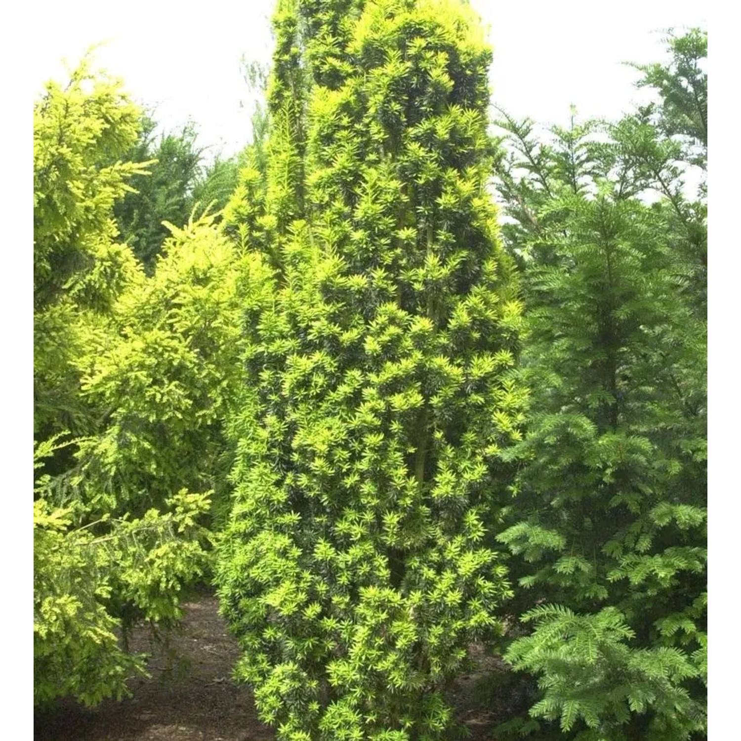 Gelbe Säuleneibe 80-100cm - Taxus baccata Fastigiata Aureomarginata