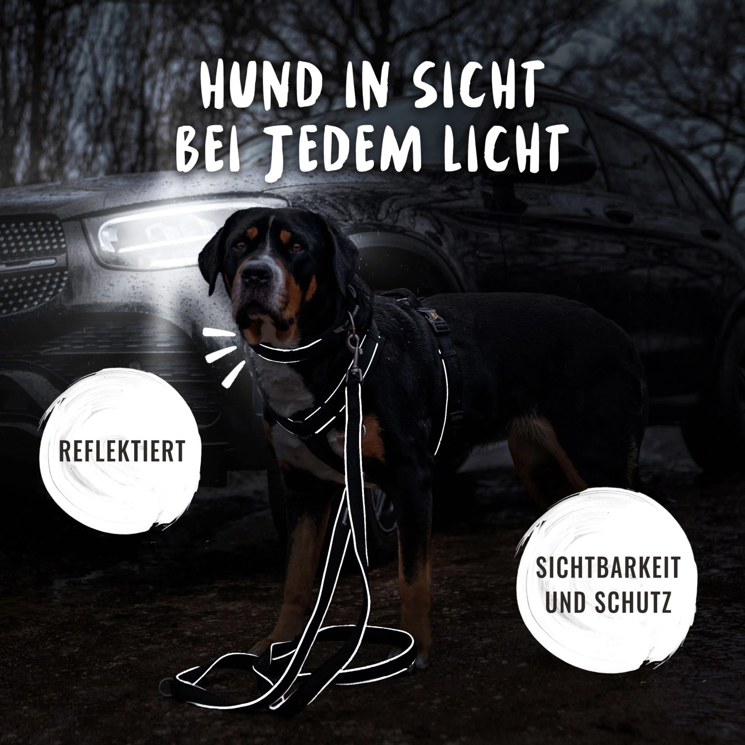 Hund mit reflektierendem Rudelkönig Hundehalsband Paola und Leine für gute Sichtbarkeit.