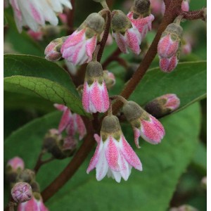 Nahaufnahme: Zarte, rosa-weiße Blüten des Maiblumenstrauchs Codsall Pink (Deutzia scabra).