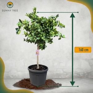 Orangenbaum (160cm) im Topf: Fruchtbildender Citrus Sinensis für Garten & Balkon.