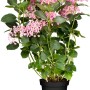 Rosa Ballhortensie 'Pink Annabelle' im Topf, ca. 30-40 cm hoch.