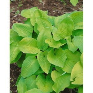 Hosta Sieboldiana 'August Moon' im Topf, eine grüne Funkie Staude mit großen Blättern.