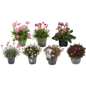 Stauden Mix mit rosa, roten und weißen Blüten im Topf, ca. 20-30cm hoch. Sortenauswahl.