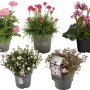 Stauden Mix mit rosa, roten und weißen Blüten im Topf, ca. 20-30cm hoch. Sortenauswahl.