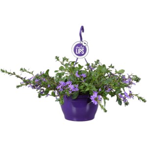 Hängende, lila Fächerblume (Scaevola) im Topf, ideal für Balkon und Terrasse.