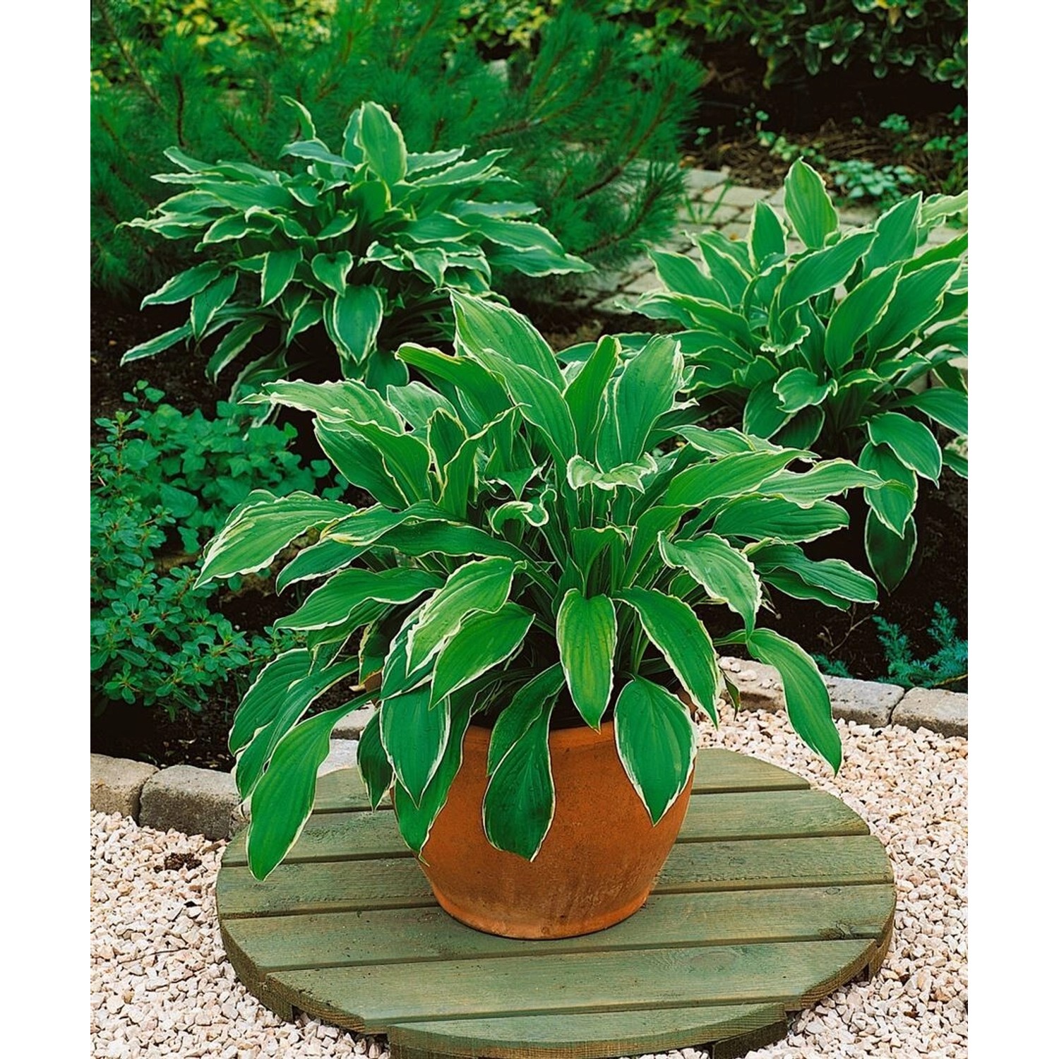 Hosta Undulata Albomarginata Funkie Ca. 11x11 cm Topf günstig online kaufen