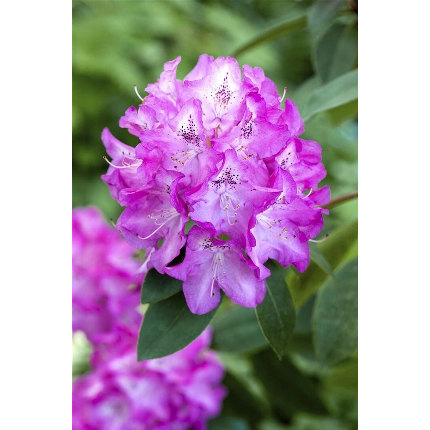 Rhododendron Williamsianum Andrea Rosa Blüten 30–40 cm günstig online kaufen