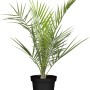 Kanarische Dattelpalme (Phoenix canariensis), ca. 140 cm hoch, im Topf.