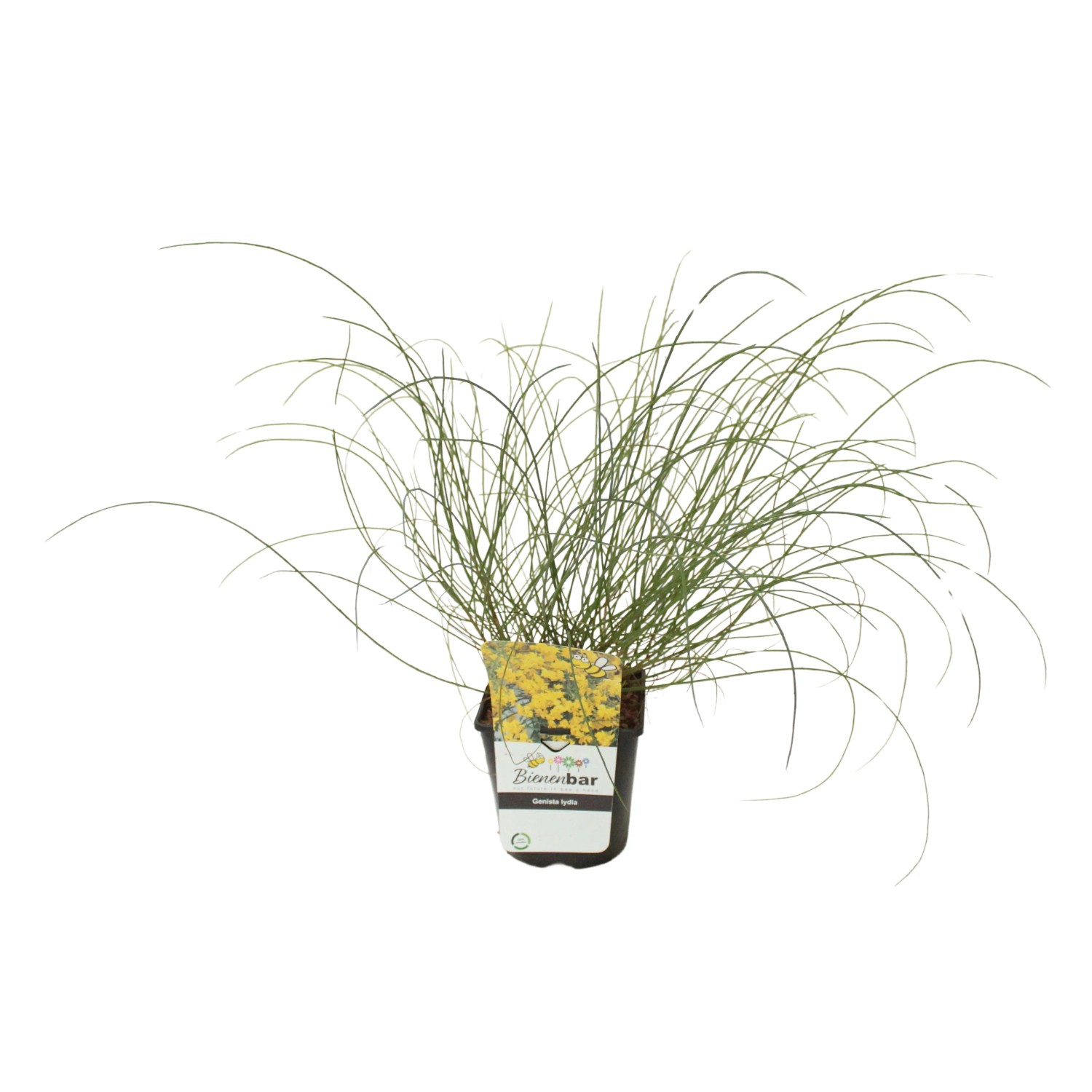 Steinginster Gelb Höhe ca. 20 - 30 cm Topf ca. 1,6 l Genista lydia