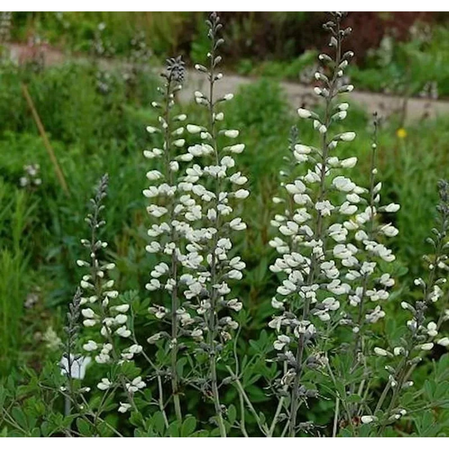 Weiße Färberhülse - Baptisia,eucantha