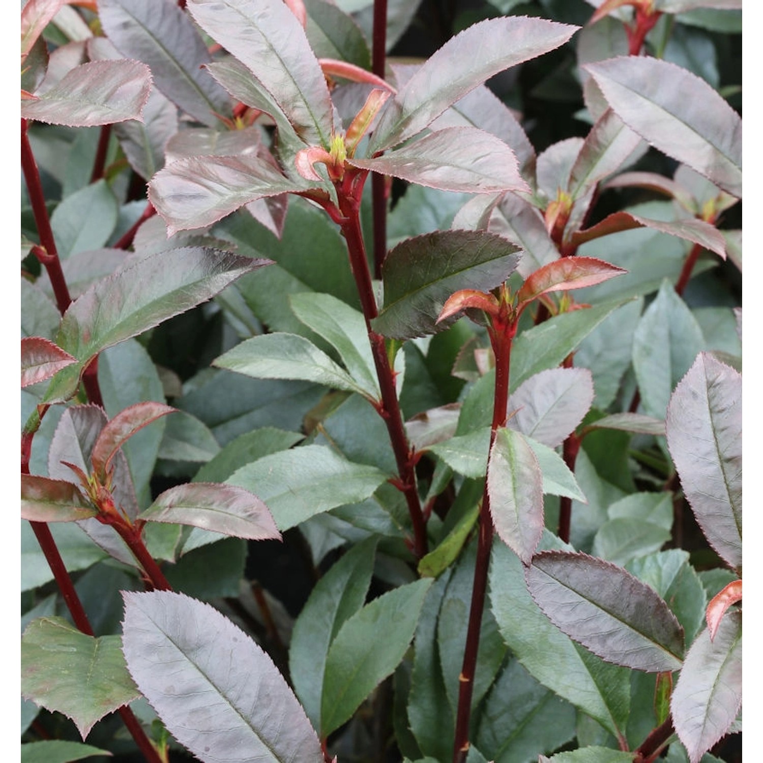 Kompakte Glanzmispel 100-125cm - Photinia fraseri günstig online kaufen