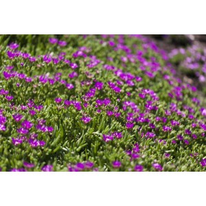 Delosperma Sutherlandii Mittagsblume mit pinken Blüten als Bodendecker im Steingarten.