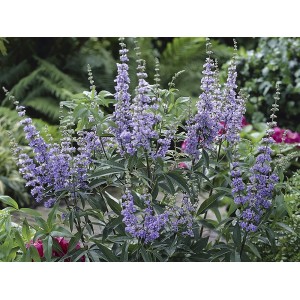 Blühender OBI Mönchspfeffer (Vitex) mit blauen Blütenständen im Topf.