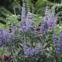Blühender OBI Mönchspfeffer (Vitex) mit blauen Blütenständen im Topf.