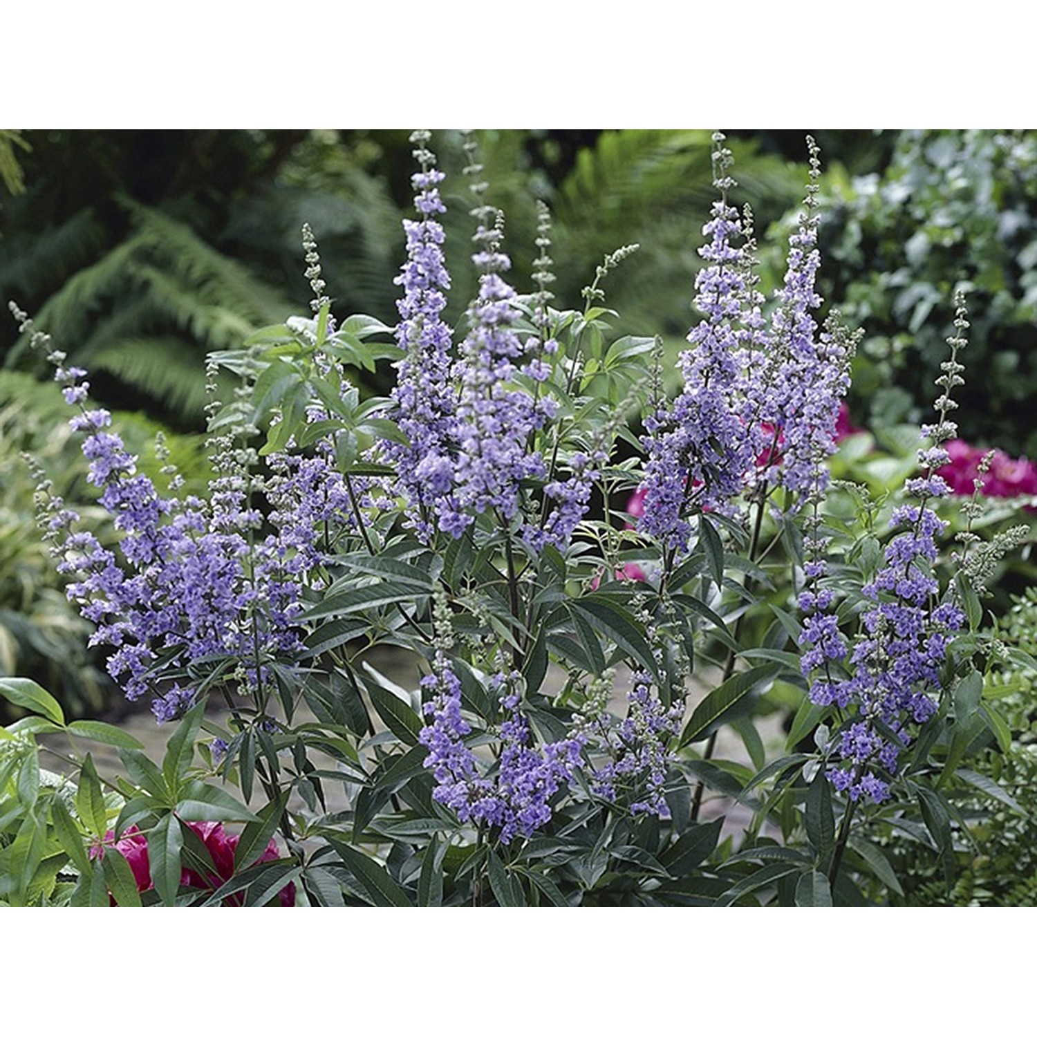 OBI Mönchspfeffer Blau Höhe ca. 40 50 cm Topf ca. 3 l Vitex kaufen