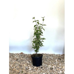 Baumfink Kornelkirsche als Topfpflanze, ca. 60-100cm hoch, mit grünen Blättern im schwarzen Topf.