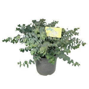 Eukalyptus Silver Dollar im Topf, ca. 80-100cm hoch. Immergrüne Kübelpflanze mit silbrig-grünen Blättern.