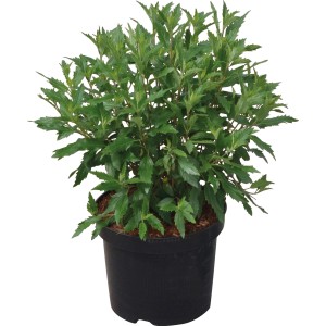 Bartblume First Choice im Topf, ca. 30-40 cm hoch. Ideal für Beet, Kübel und Terrasse.