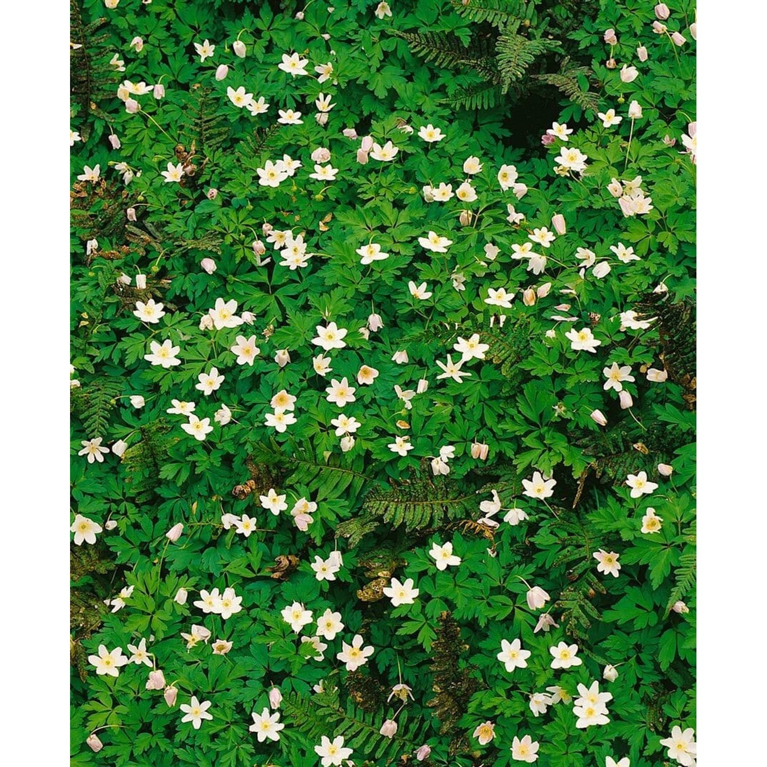 Anemone Nemorosa Alba Plena Buschwindröschen Ca. 9x9 cm Topf günstig online kaufen